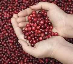 Здоровье мочевыделительной системы